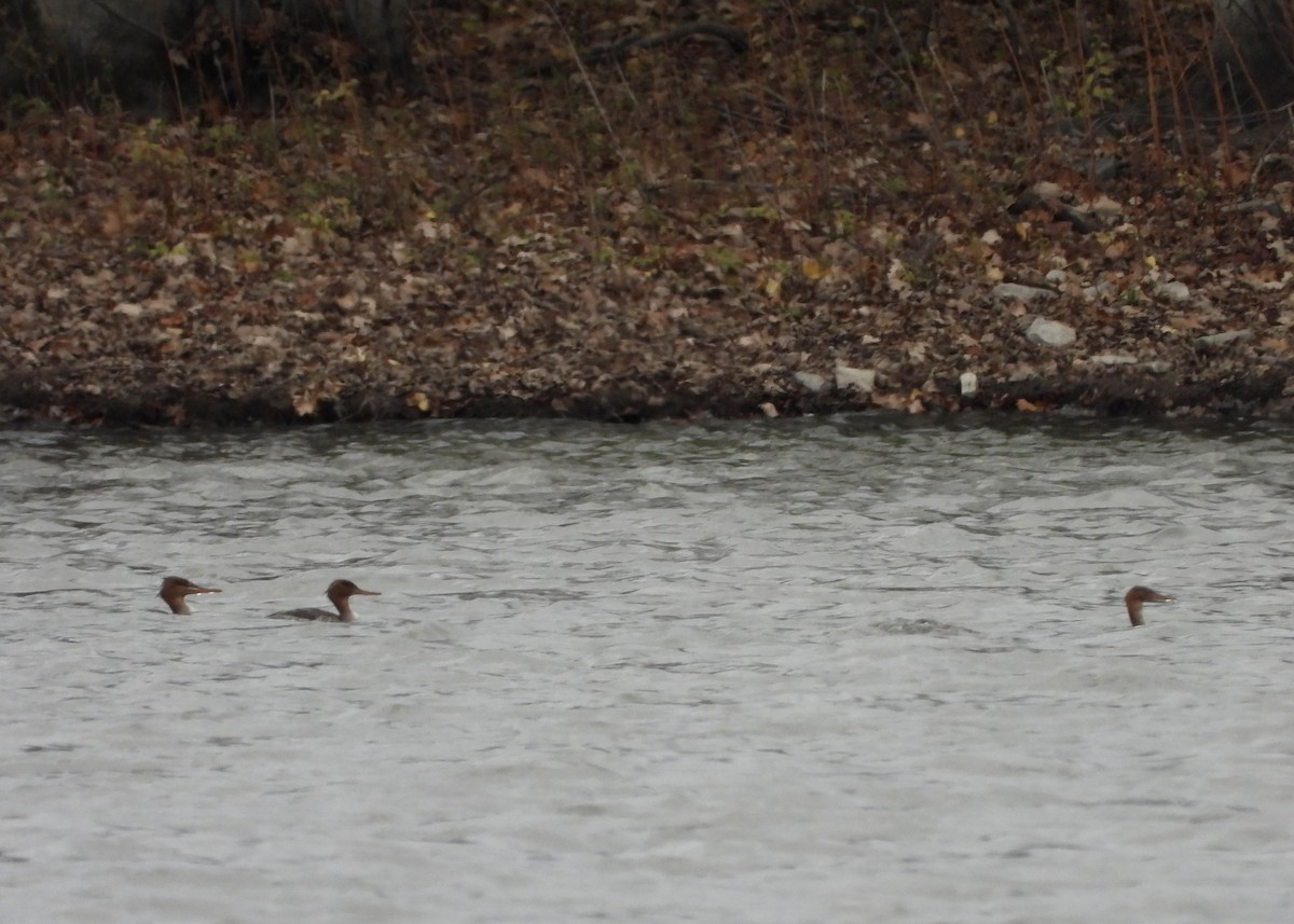 מרגון בינוני - ML644495265
