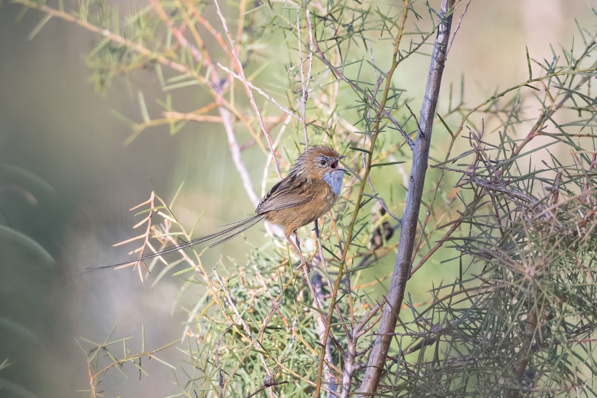 krattemusmett - ML644495269