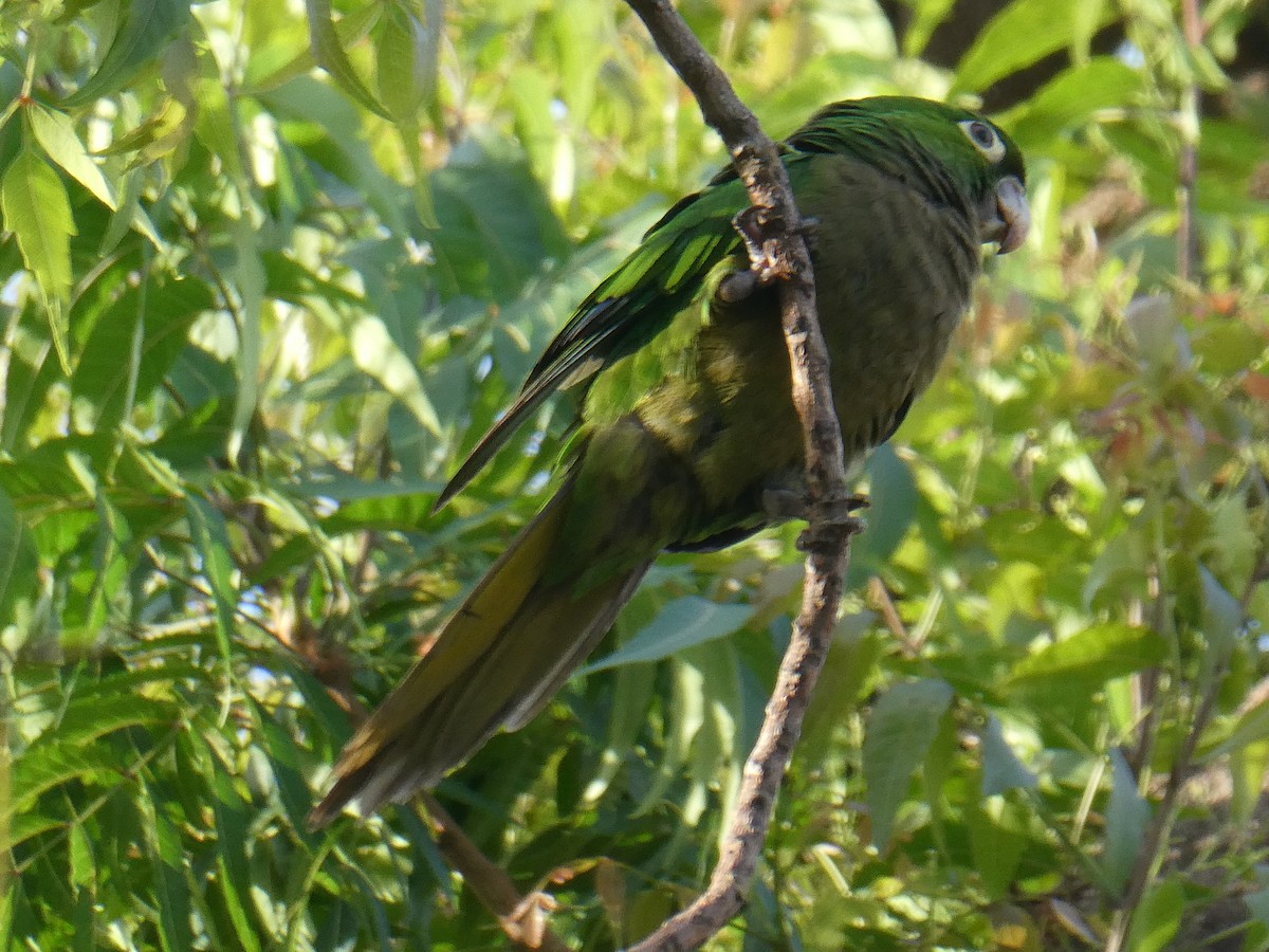 mayaparakitt - ML644495270