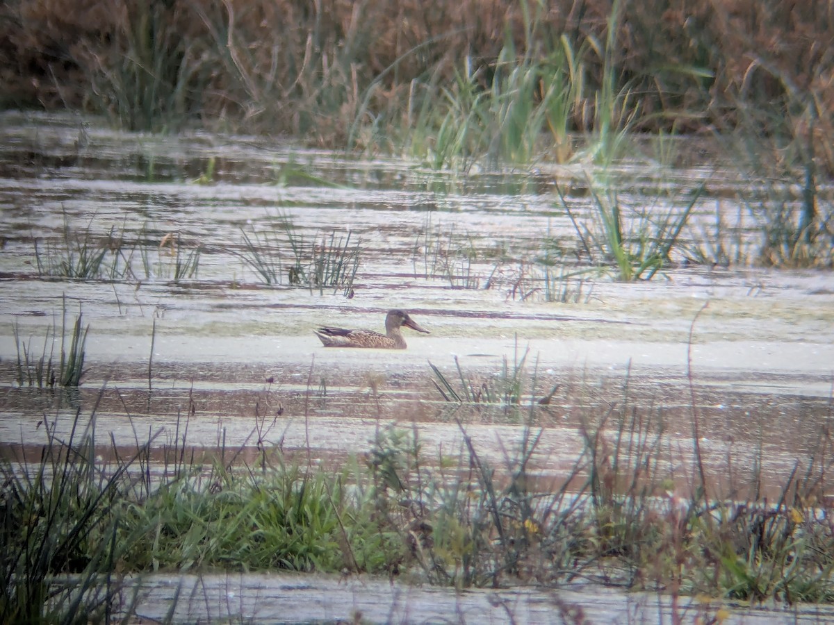 Northern Shoveler - ML644495273