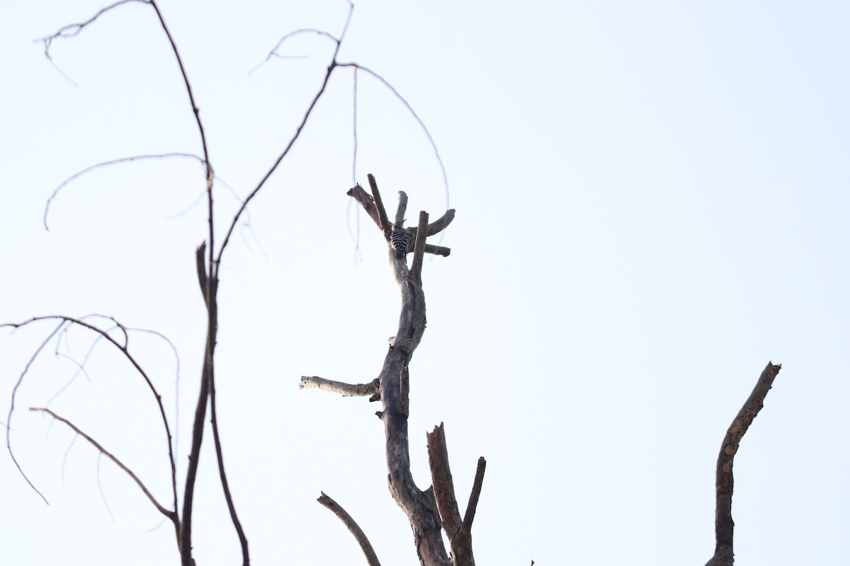 Pizidoa sp. - ML644495274