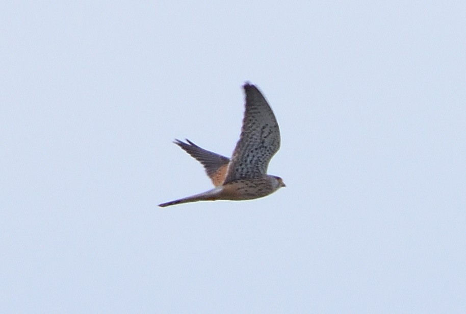 チョウゲンボウ - ML644495275