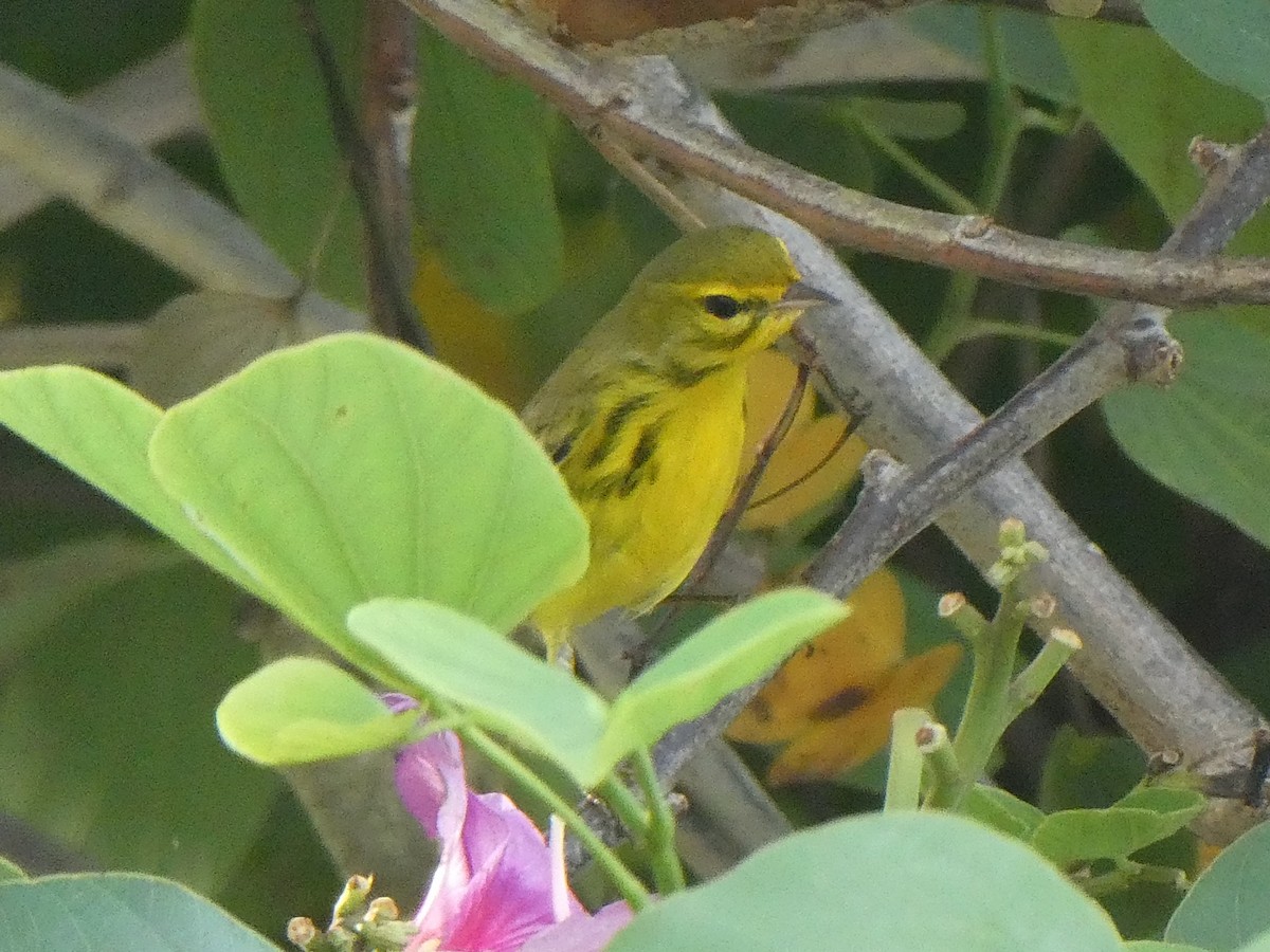 Prairie Warbler - ML644495280