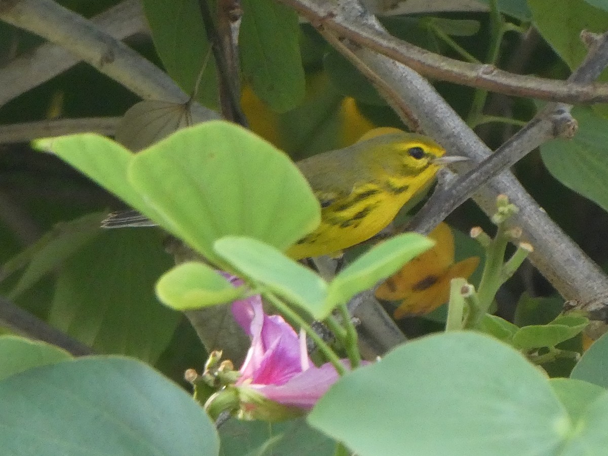 Prairie Warbler - ML644495281