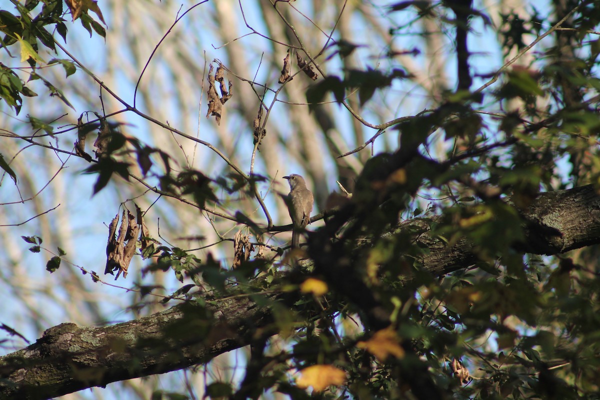 Yellow-billed Cuckoo - ML644495282