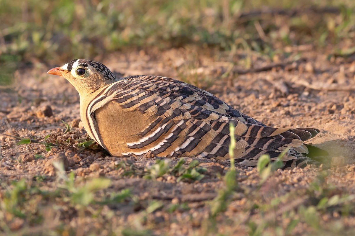 Painted Sandgrouse - ML644495305