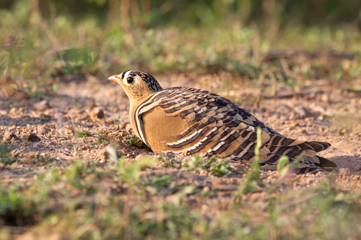 Painted Sandgrouse - ML644495306