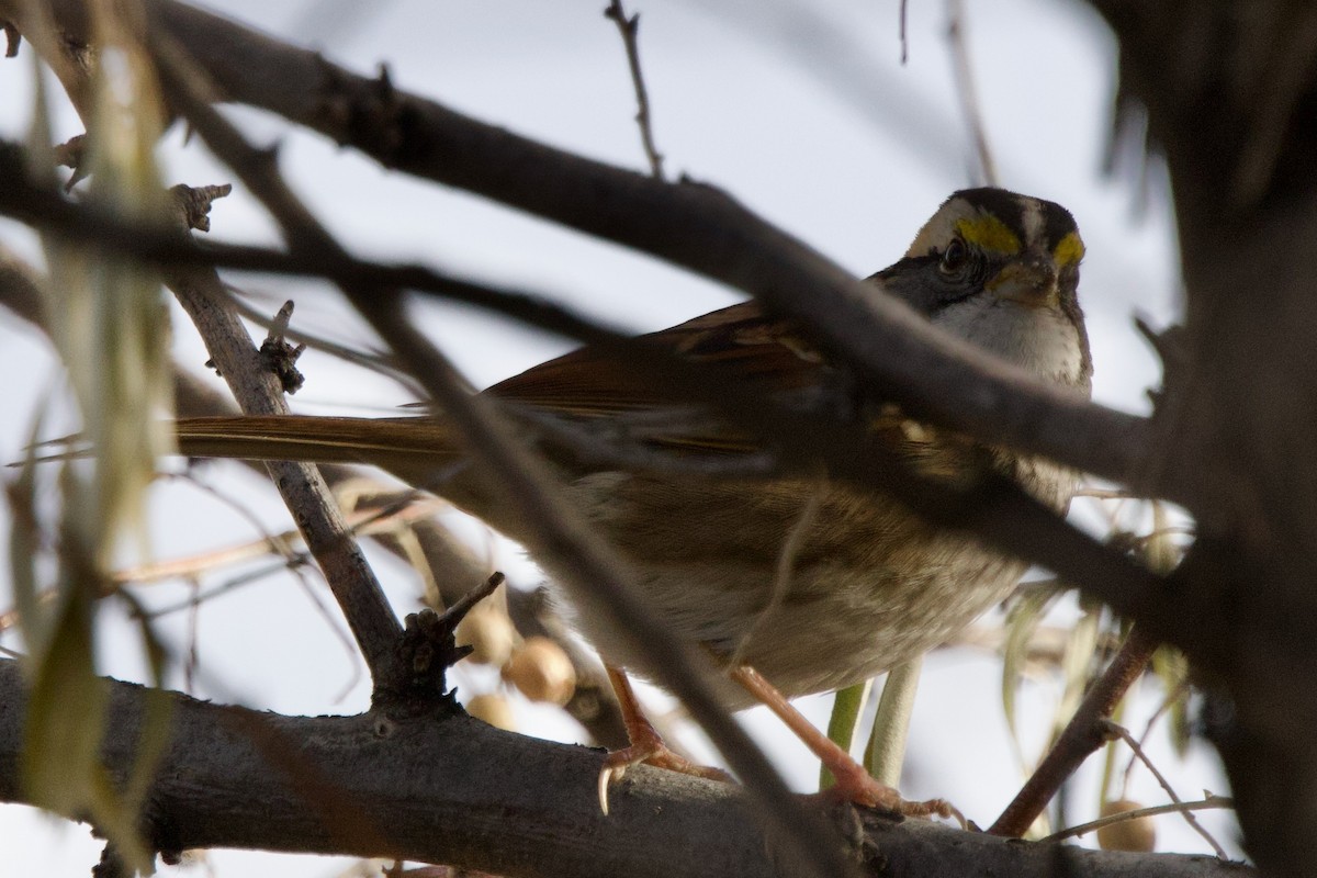 White-throated Sparrow - ML644495308