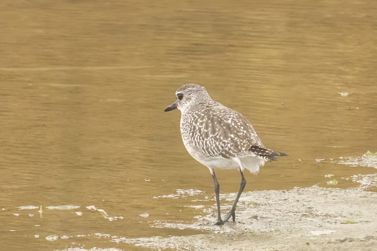 Pluvier argenté - ML644495312