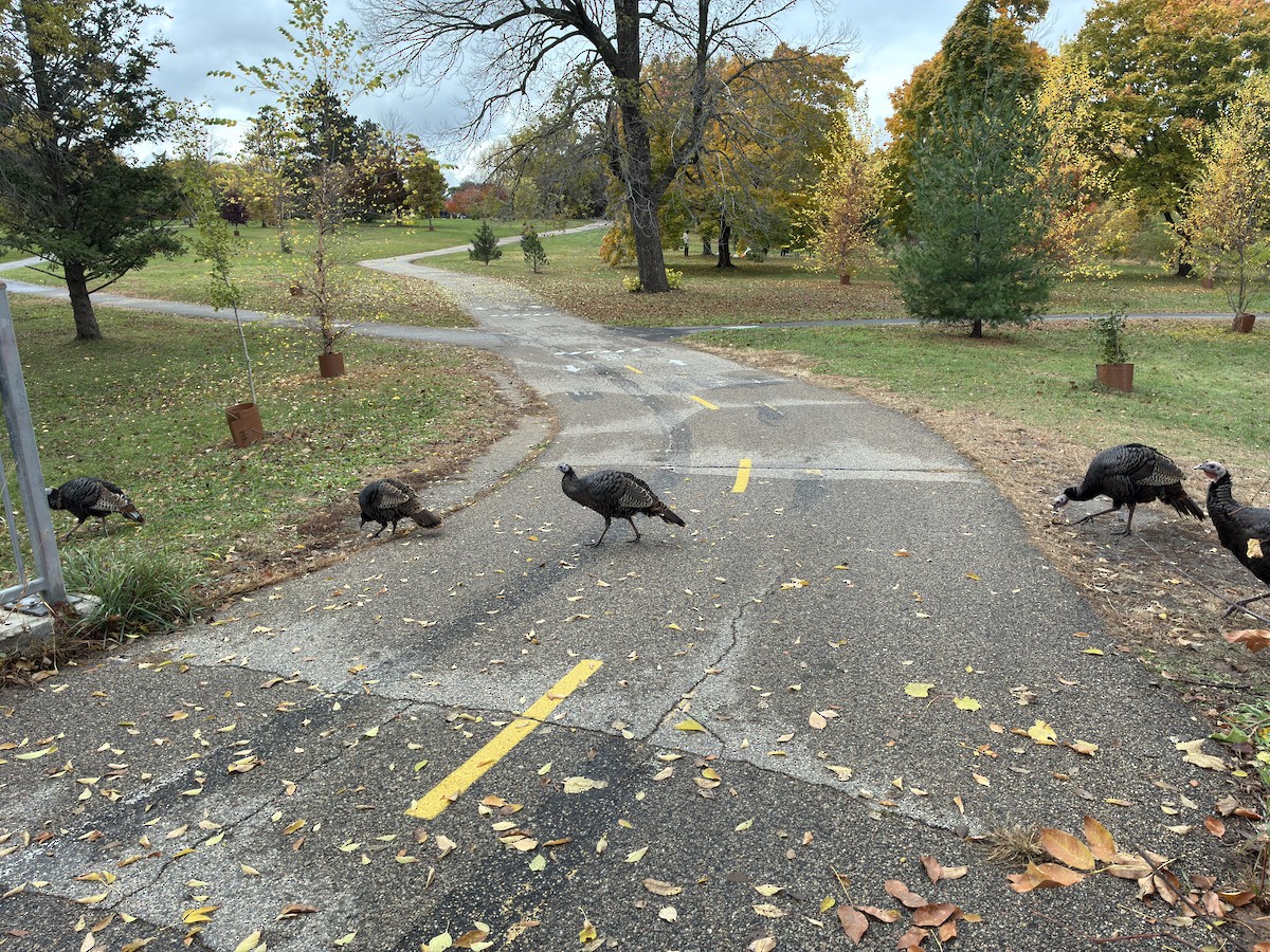 krocan divoký - ML644495316