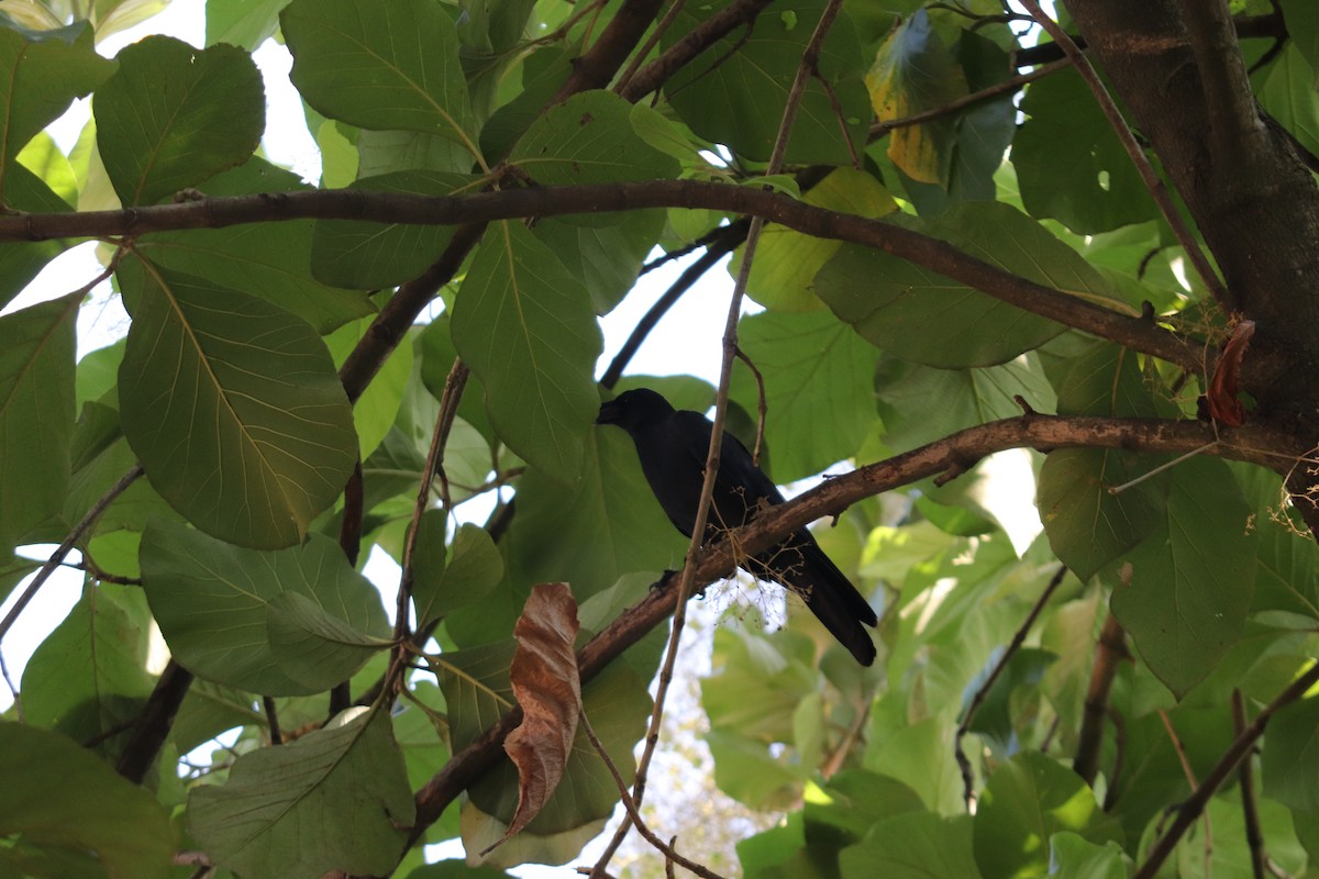 巨嘴鴉 - ML644495318