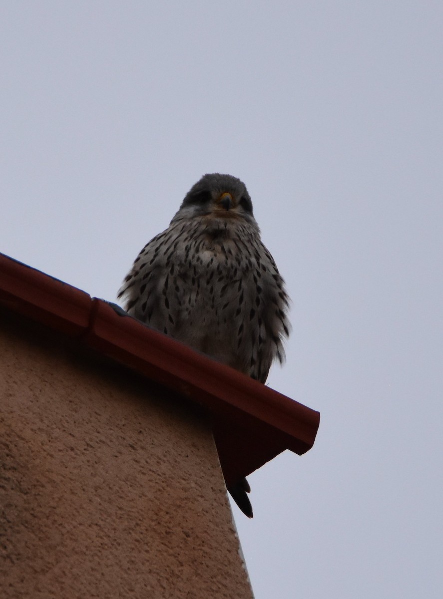 チョウゲンボウ - ML644495319