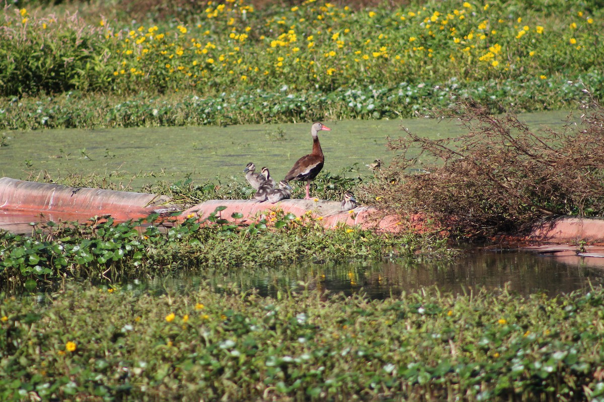 Dendrocygne à ventre noir - ML644495322