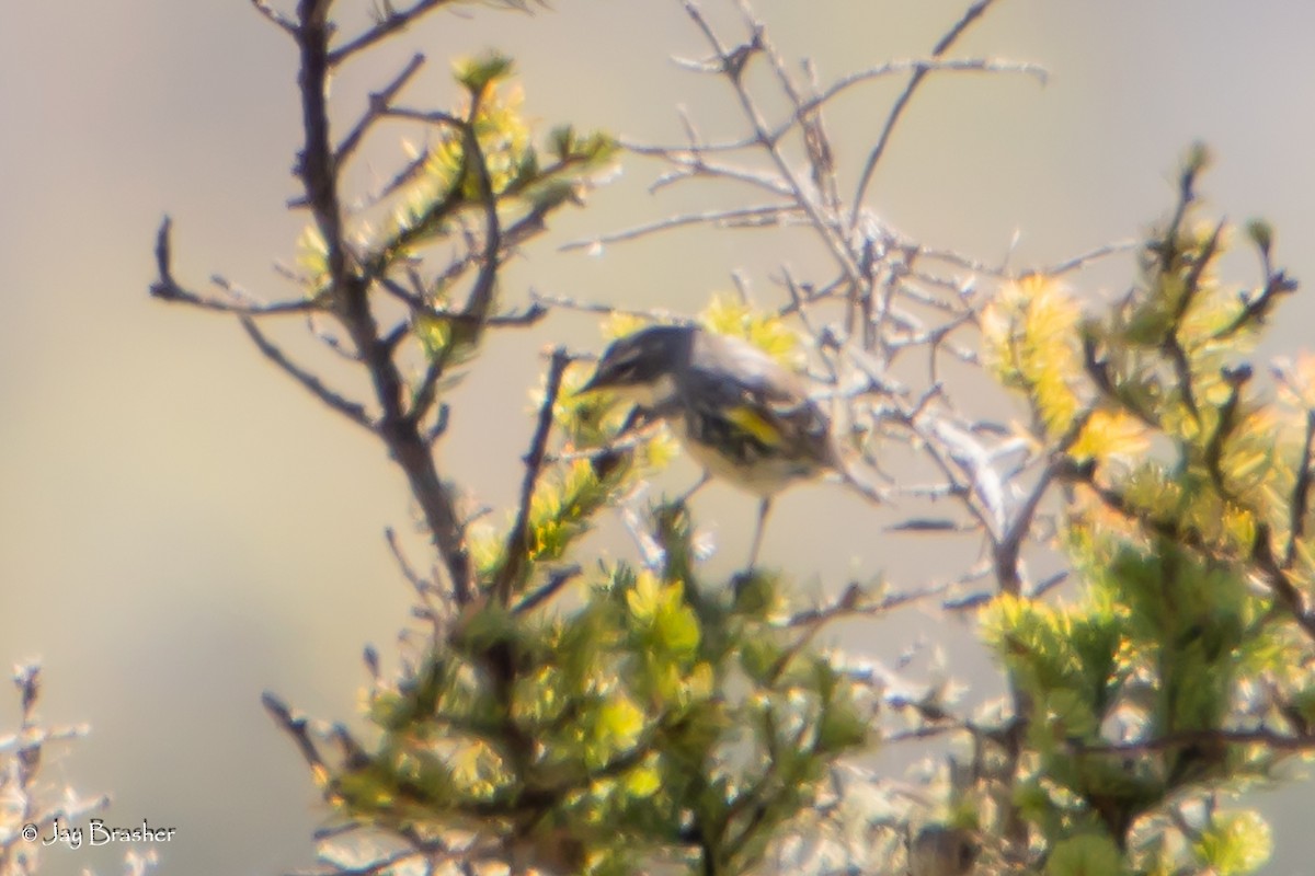 キヅタアメリカムシクイ（coronata） - ML644495323