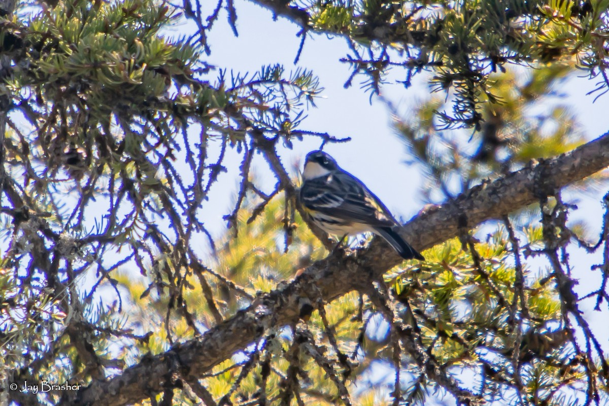 キヅタアメリカムシクイ（coronata） - ML644495324