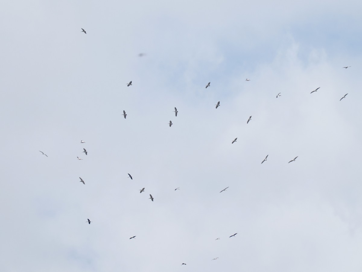 Пестроклювый пеликан - ML644495330