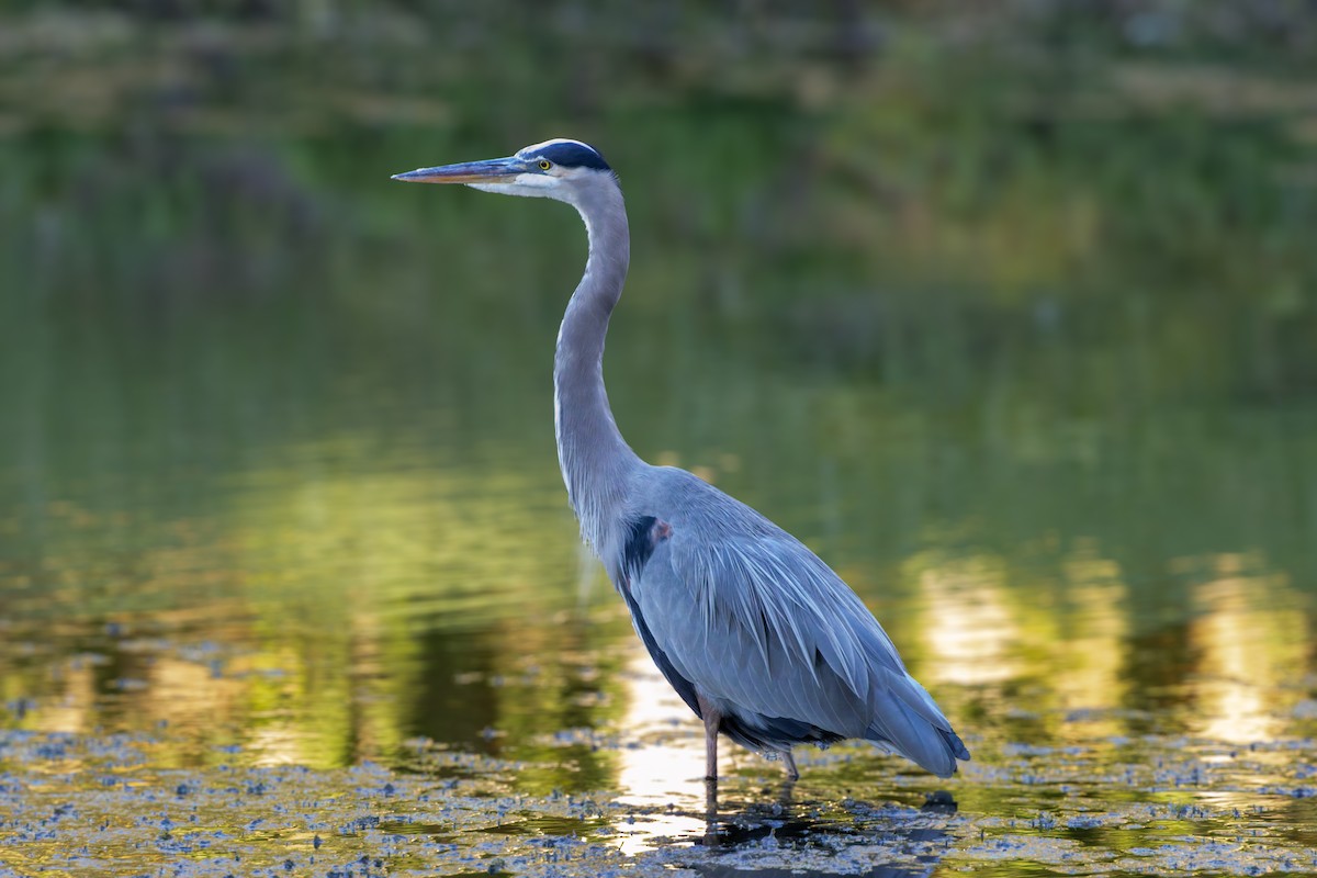Great Blue Heron - ML644495331