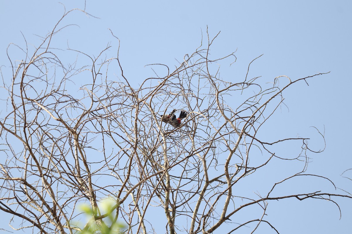 Red-vented Bulbul - ML644495332