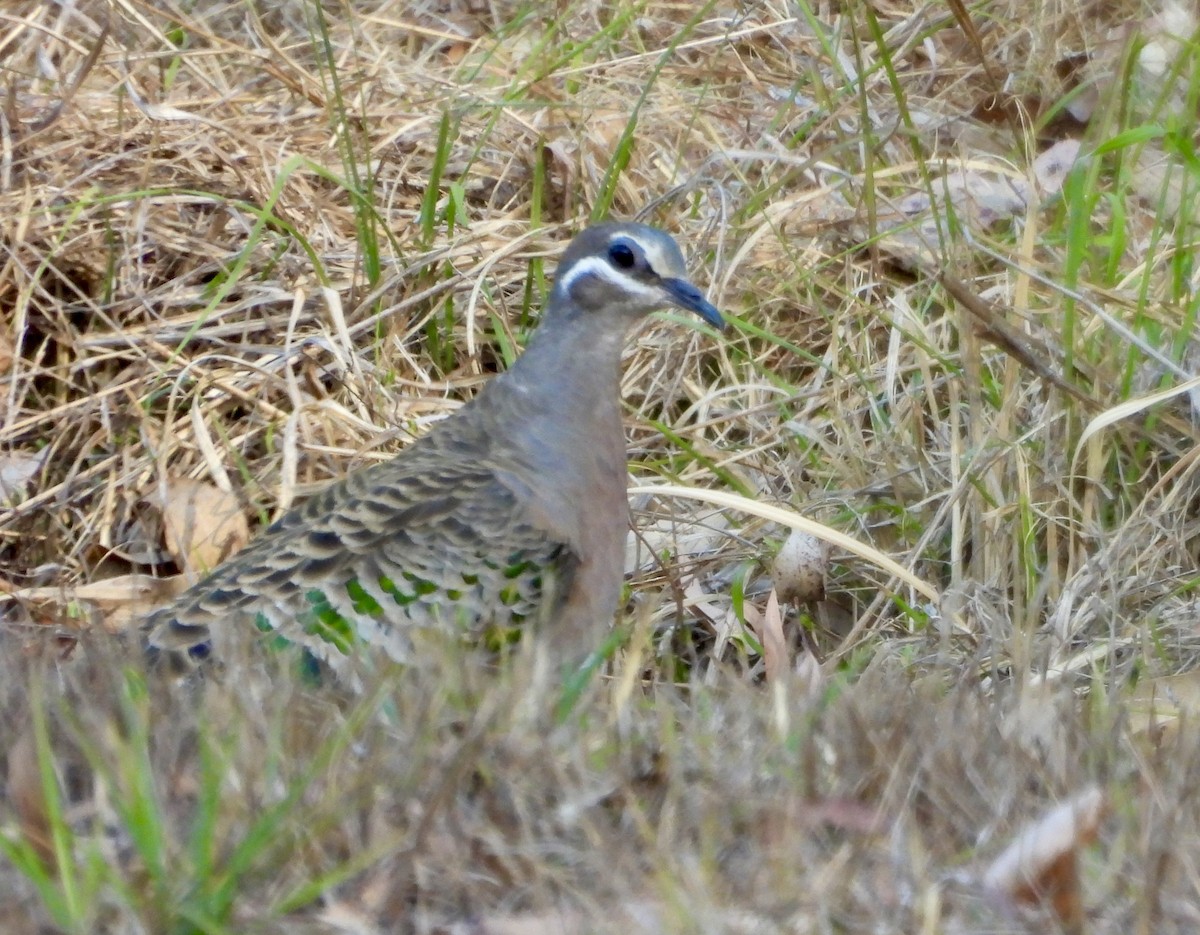 Common Bronzewing - ML644495337