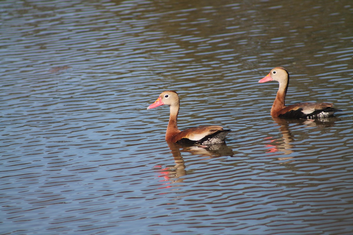 Dendrocygne à ventre noir - ML644495338