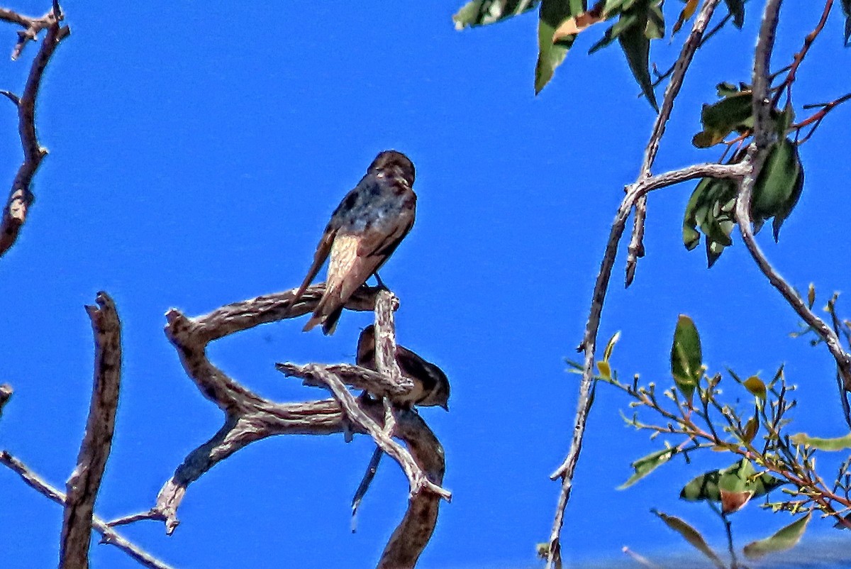 eukalyptussvale - ML644495339