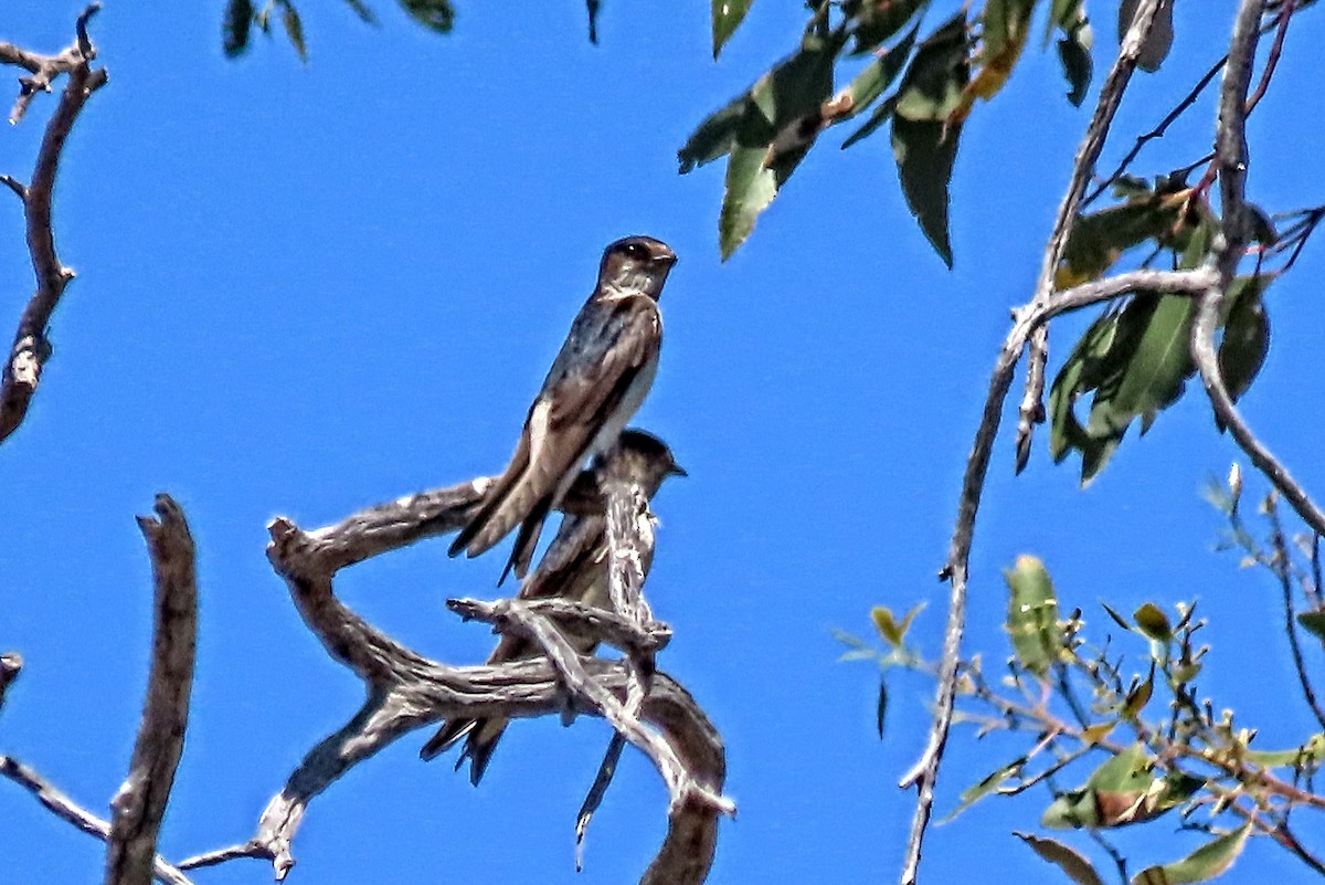 eukalyptussvale - ML644495340