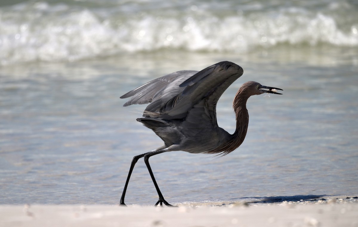 Reddish Egret - ML644495342