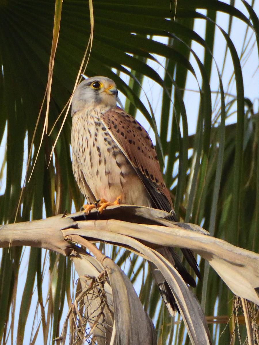 チョウゲンボウ - ML644495343