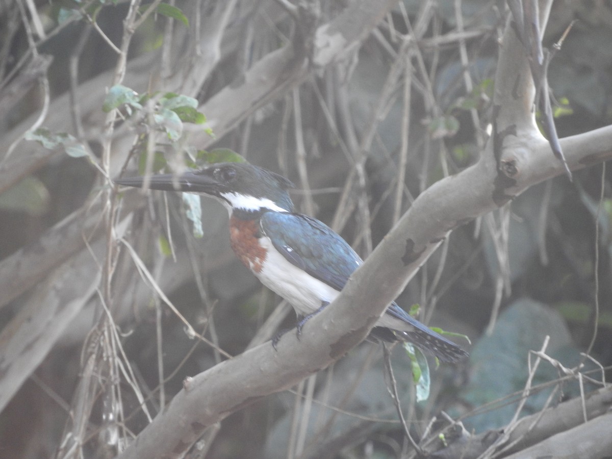 Martín Pescador Amazónico - ML644495348