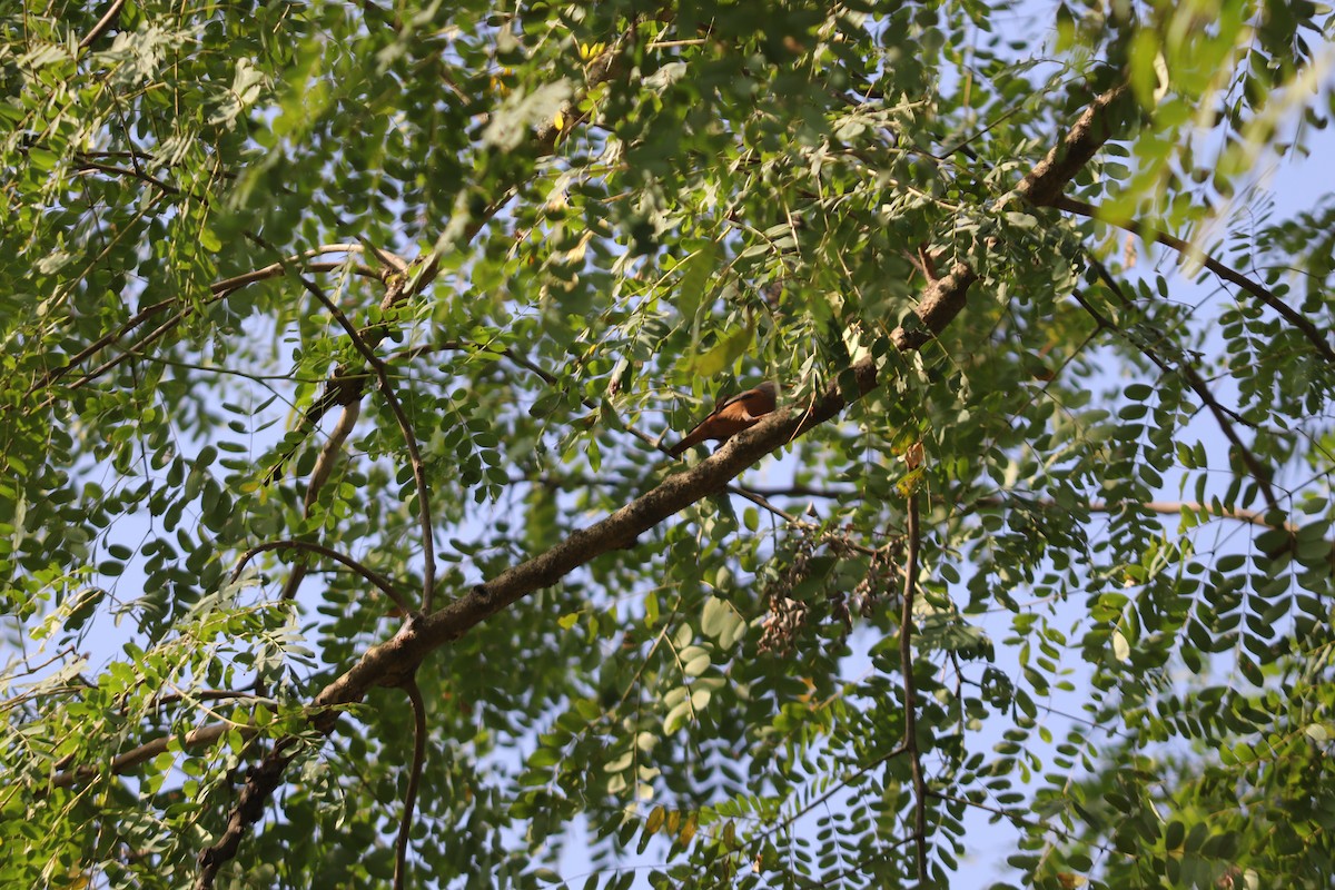 灰頭椋鳥 - ML644495351