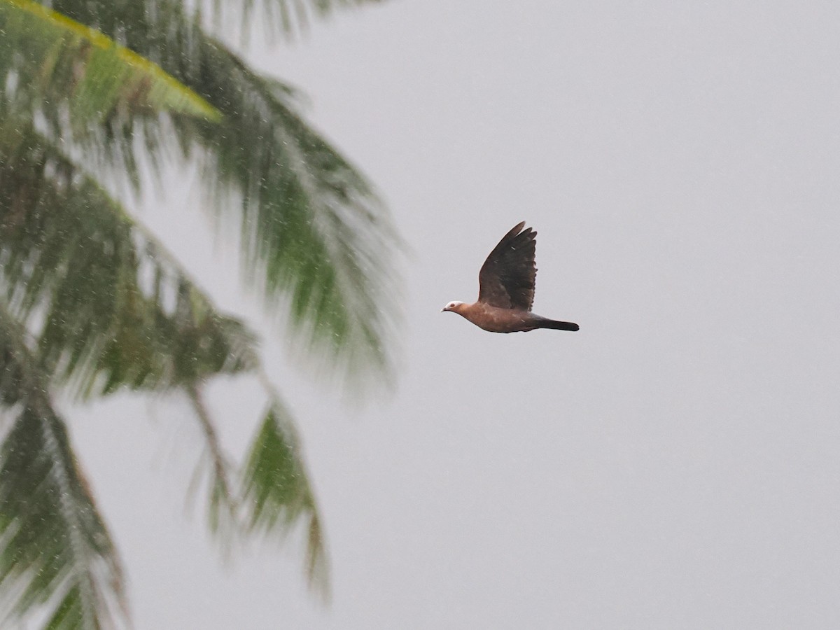 ムラサキモリバト - ML644495355