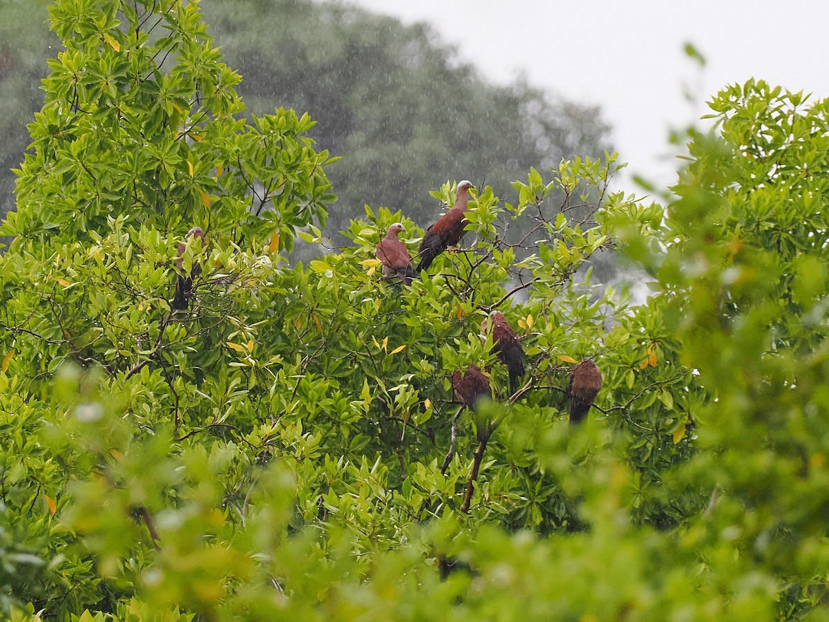 ムラサキモリバト - ML644495356