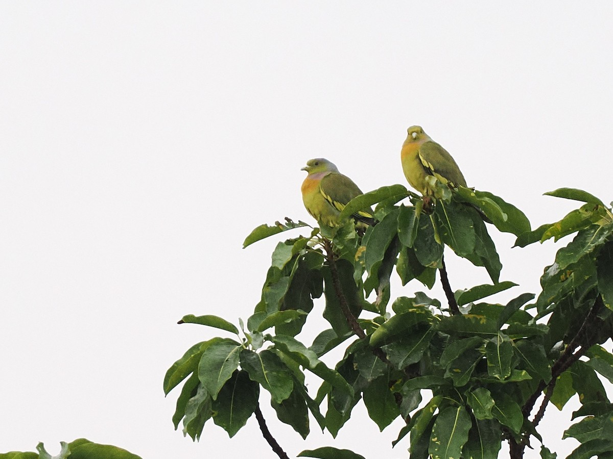 Turuncu Göğüslü Yeşil Güvercin - ML644495359