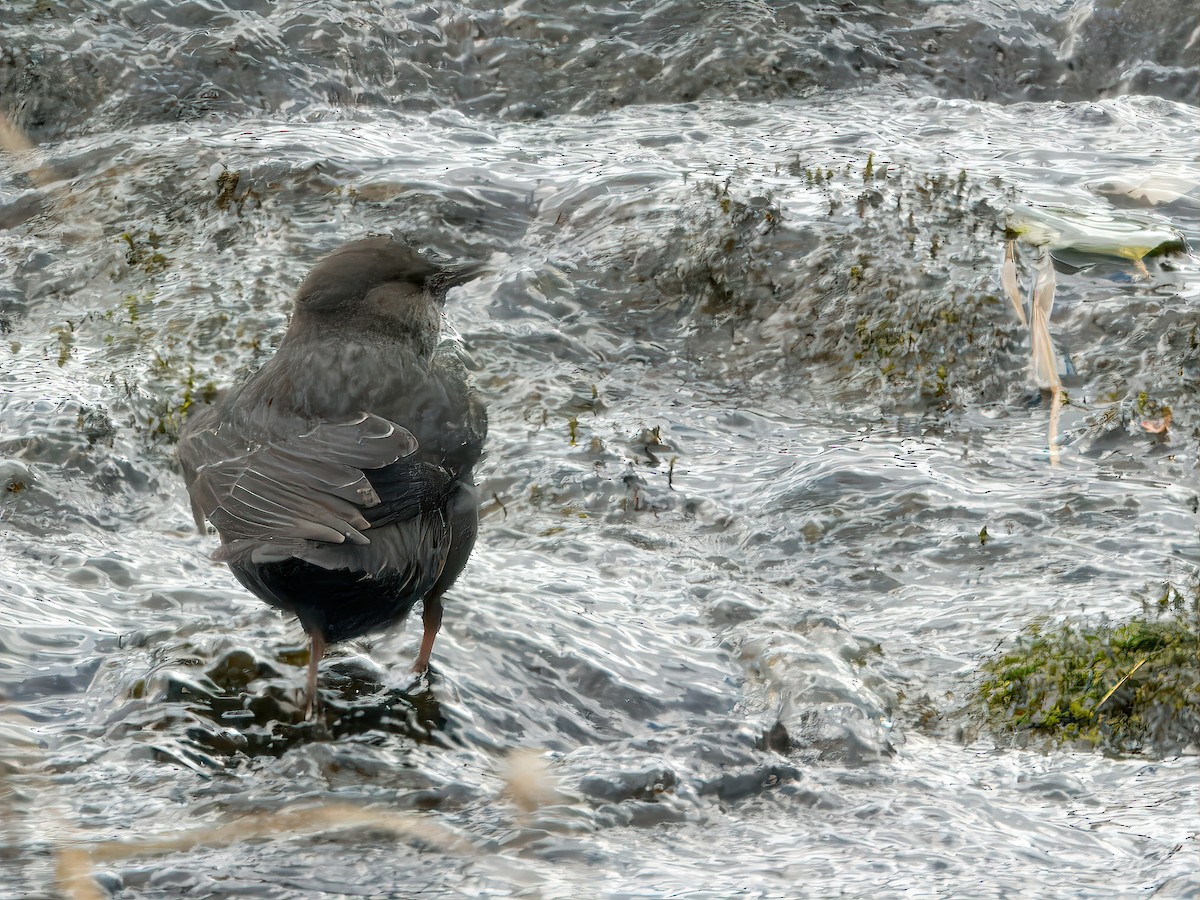 Серая оляпка - ML644495366