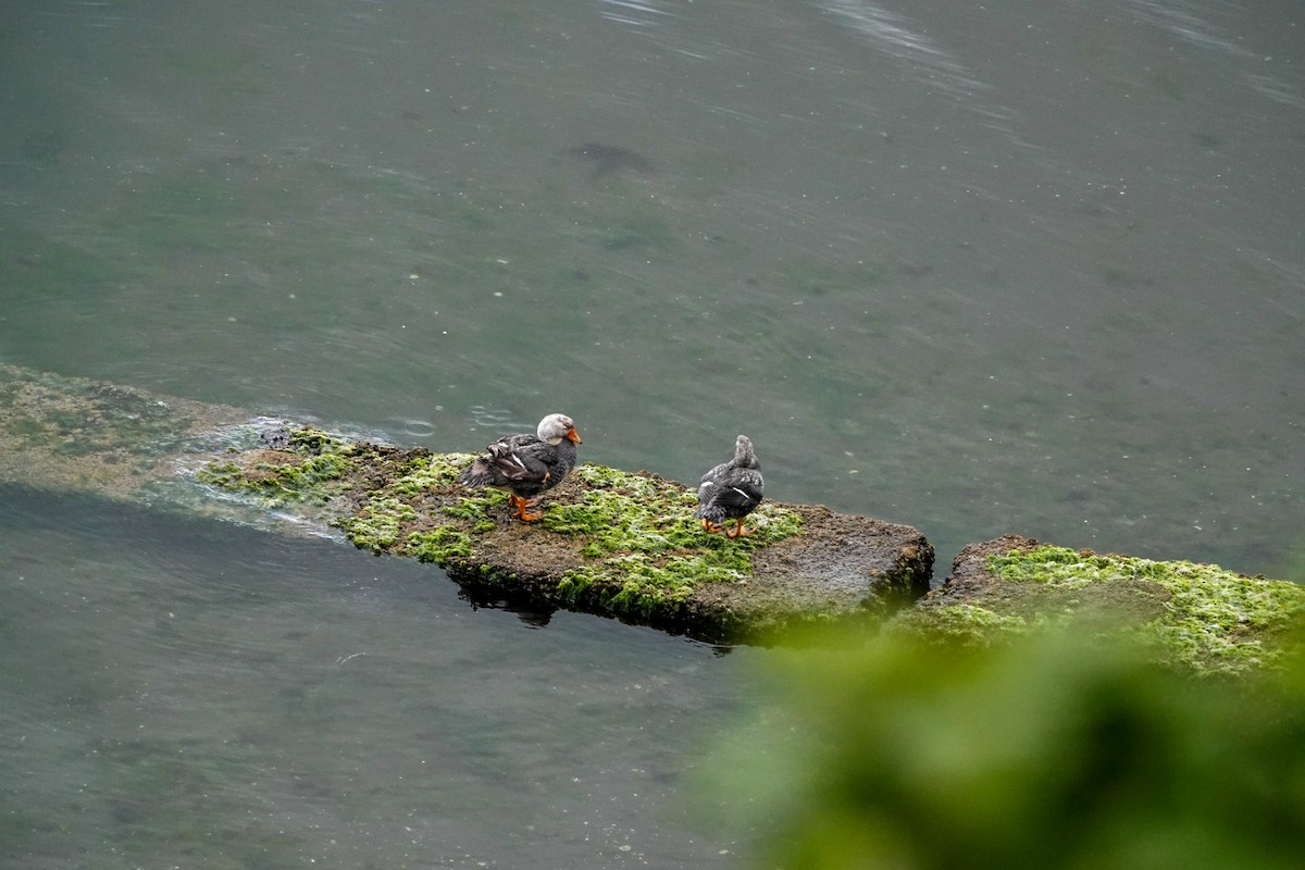 オオフナガモ - ML644495368