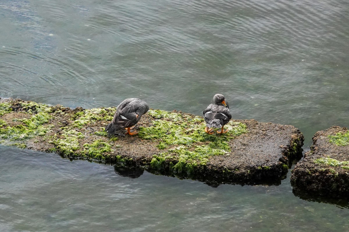 オオフナガモ - ML644495369