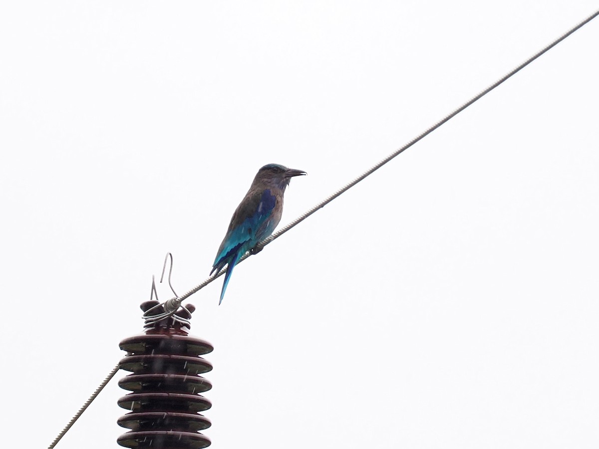 Сиворакша індокитайська - ML644495372