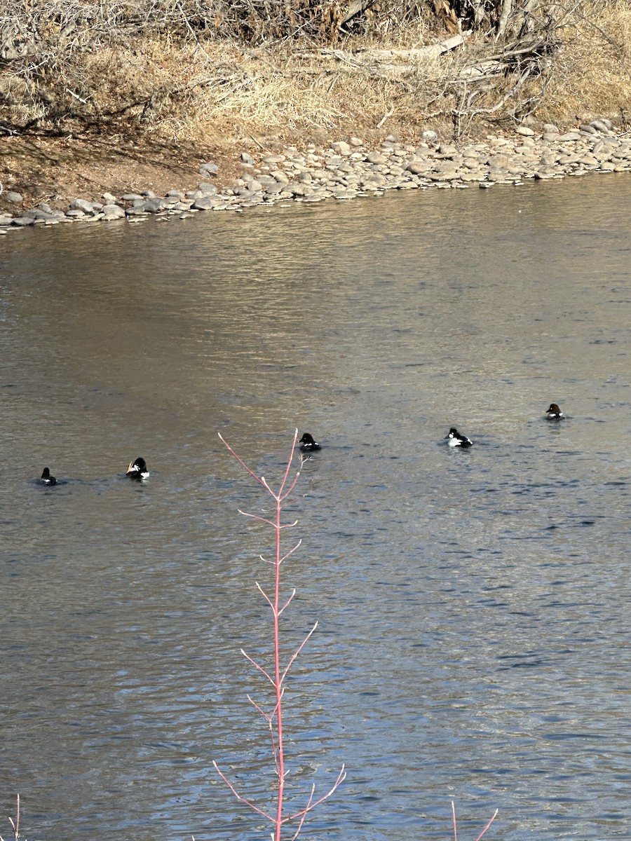 ホオジロガモ - ML644495373