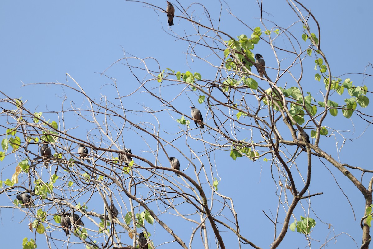 林八哥 - ML644495374