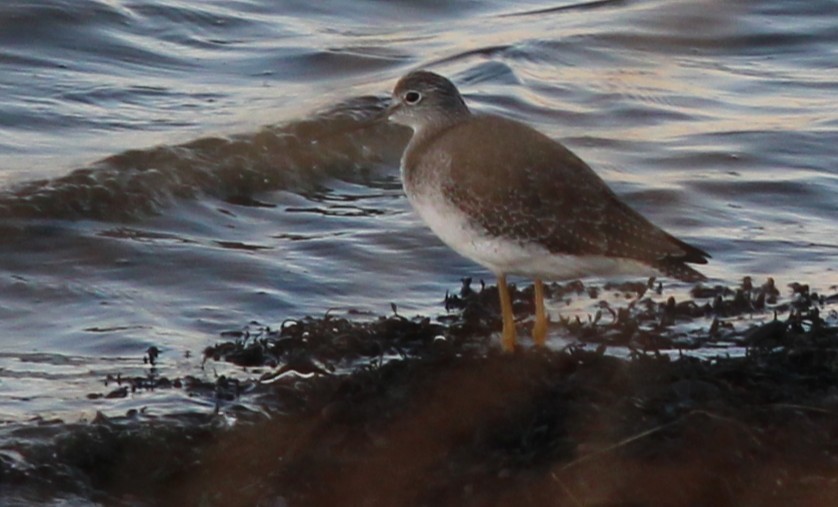 Greater Yellowlegs - ML644495381