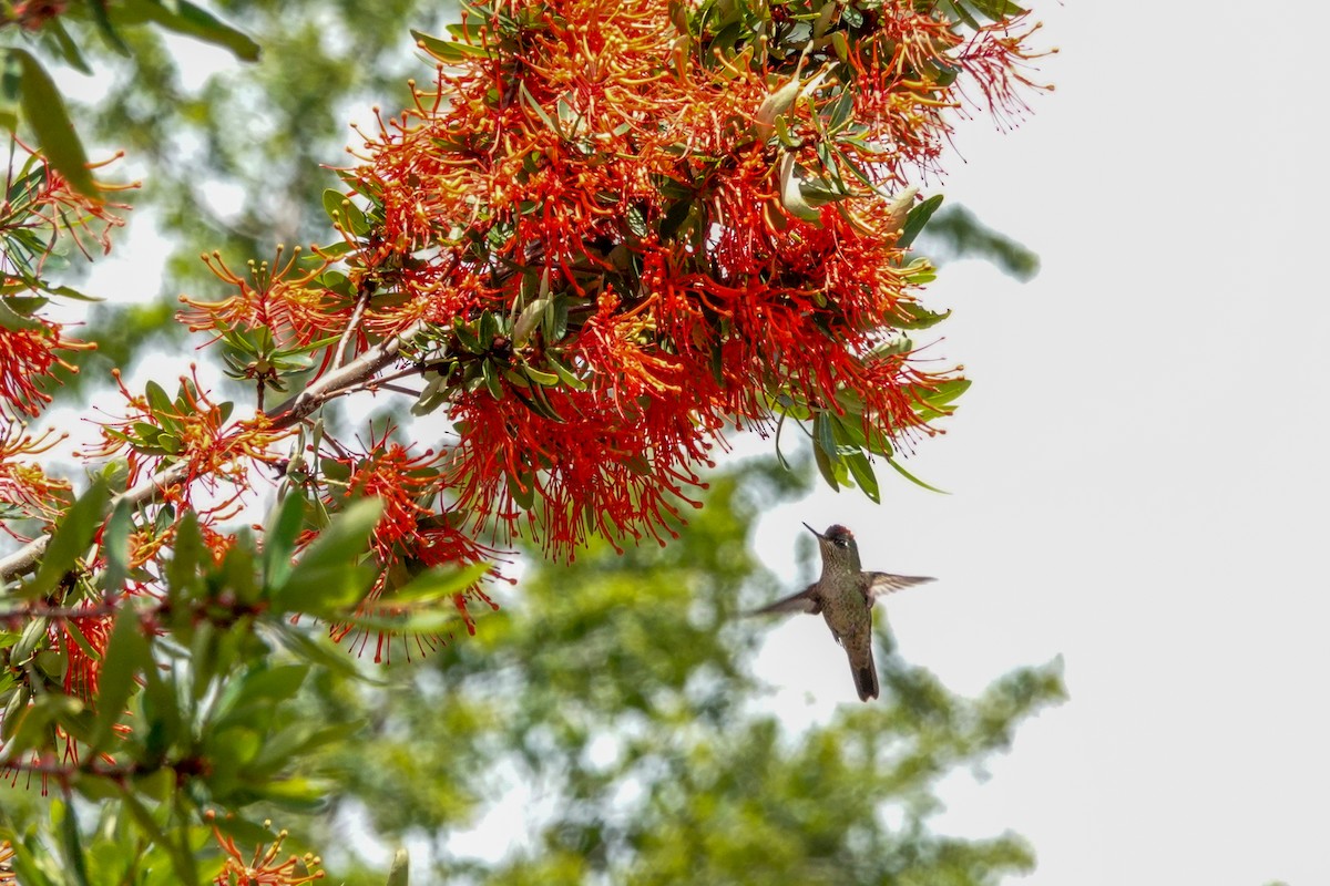 Colibri du Chili - ML644495382