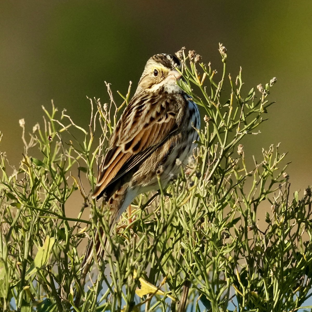 Savannah Sparrow - ML644495383