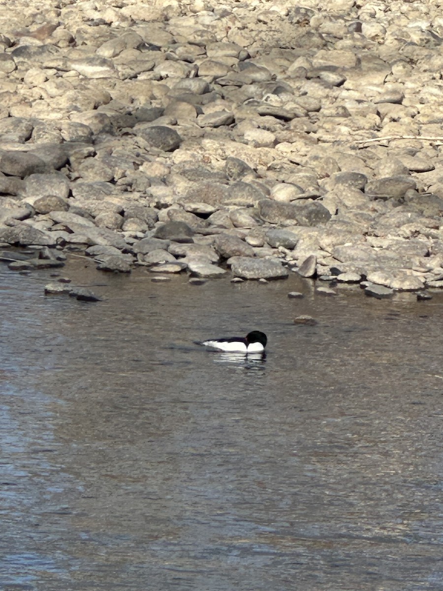 カワアイサ - ML644495386