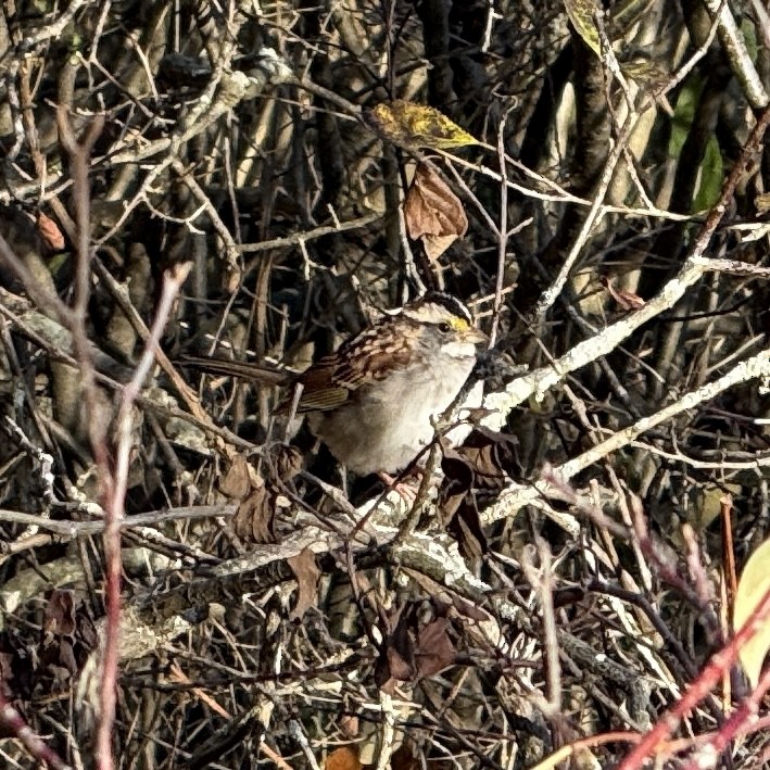 White-throated Sparrow - ML644495391