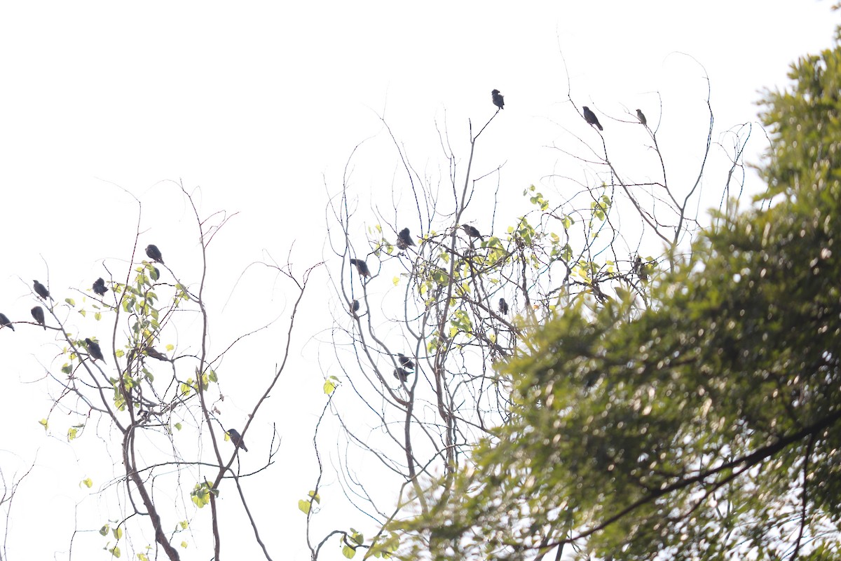 林八哥 - ML644495397