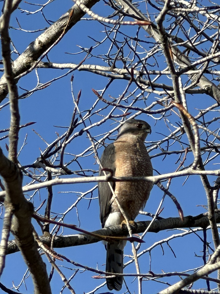 クーパーハイタカ - ML644495398