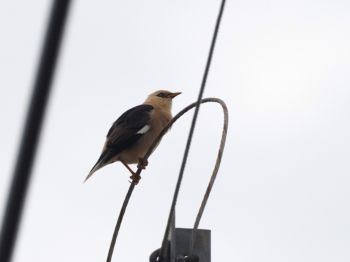זרזיר בורמזי דרומי - ML644495403