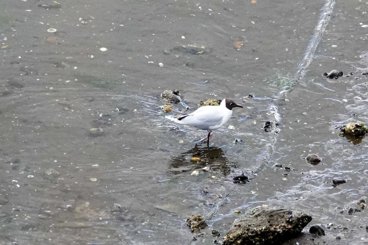 Brown-hooded Gull - ML644495406