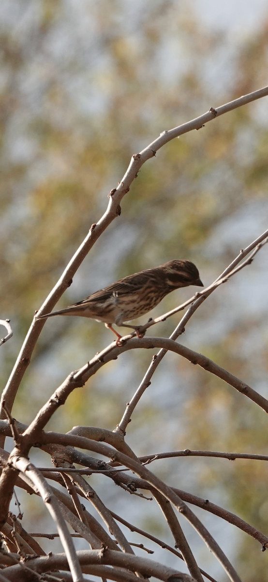 Purple Finch - ML644495418