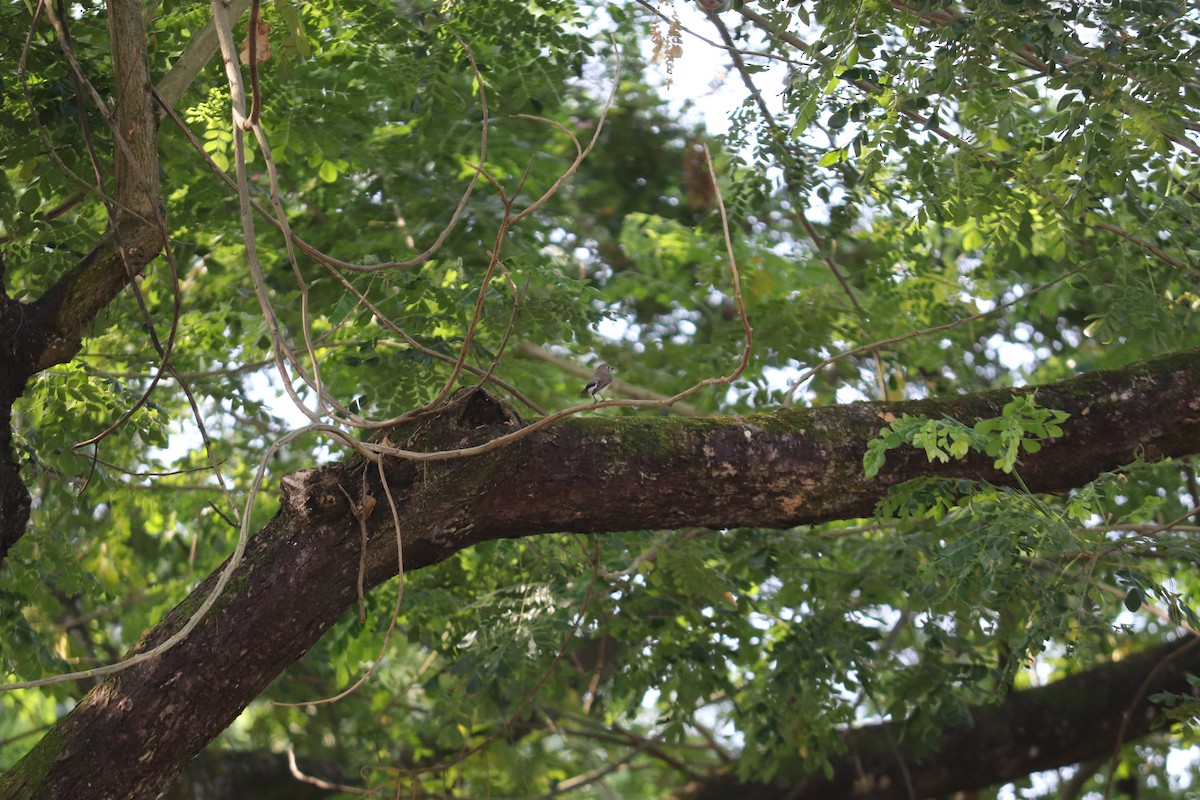 紅喉鶲 - ML644495419